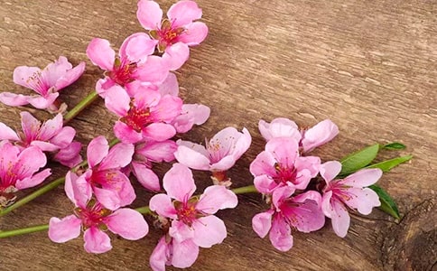 2026�������һ��ľ����\��60�l