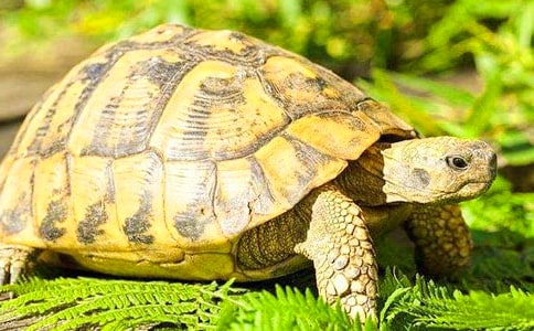 �o����?sh��)�һ���?10ƪ)