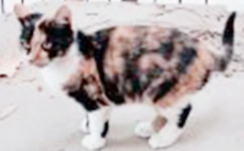 ���P(gu��n)С؈����400���\����ƪ