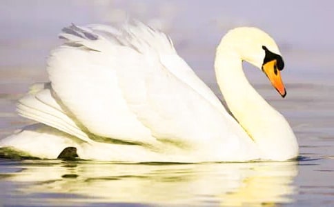 ���Z������