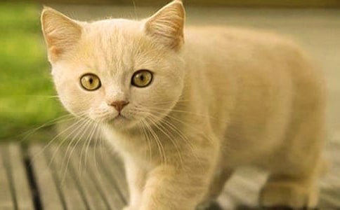 �Ҽҵ�С؈���ľ��x