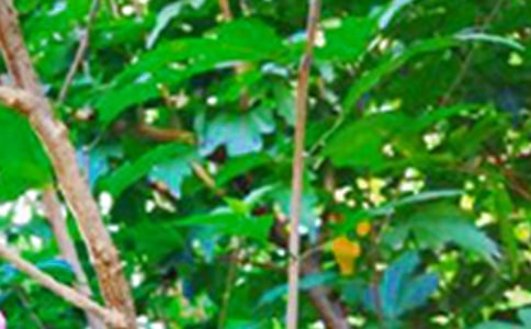 ��Ҋ��ܰ�簲����45��